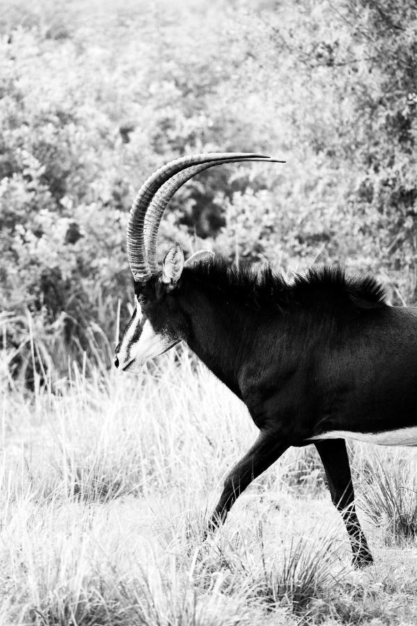 Letamo At Qwabi Private Game Reserve By Newmark ベラ・ベラ エクステリア 写真