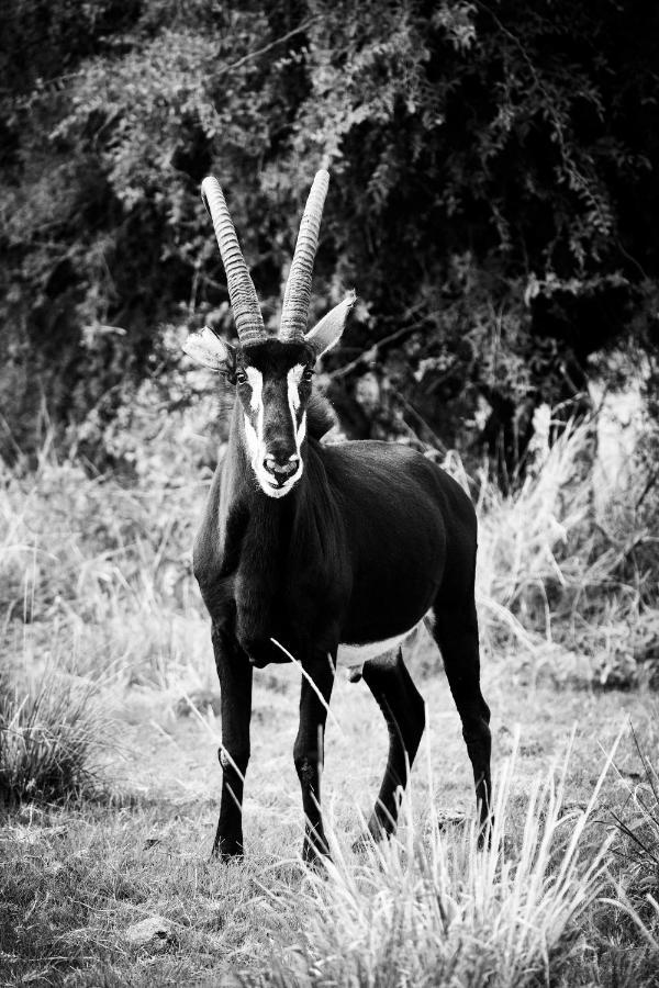 Letamo At Qwabi Private Game Reserve By Newmark ベラ・ベラ エクステリア 写真