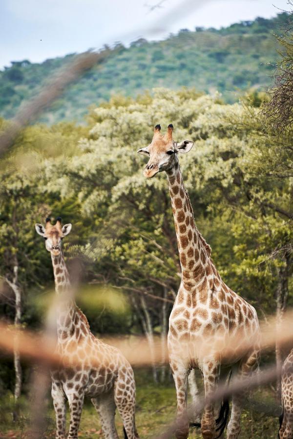 Letamo At Qwabi Private Game Reserve By Newmark ベラ・ベラ エクステリア 写真