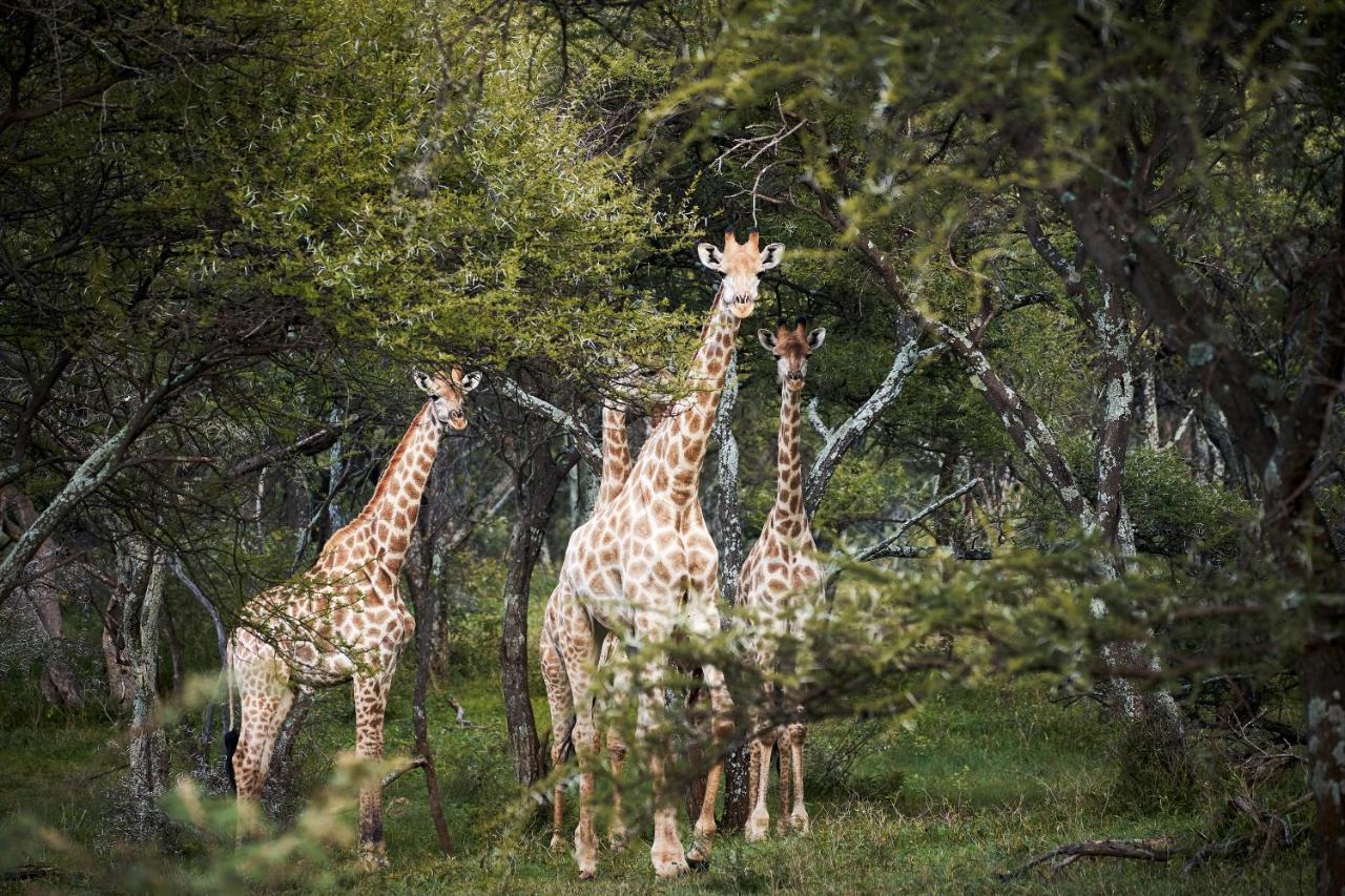 Letamo At Qwabi Private Game Reserve By Newmark ベラ・ベラ エクステリア 写真