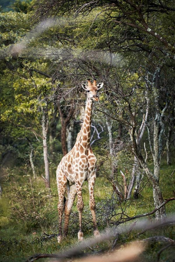Letamo At Qwabi Private Game Reserve By Newmark ベラ・ベラ エクステリア 写真